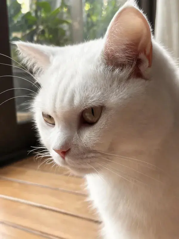窗边白英国短毛猫特写