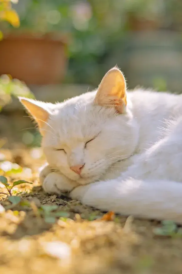 阳光下休憩的白短毛家猫