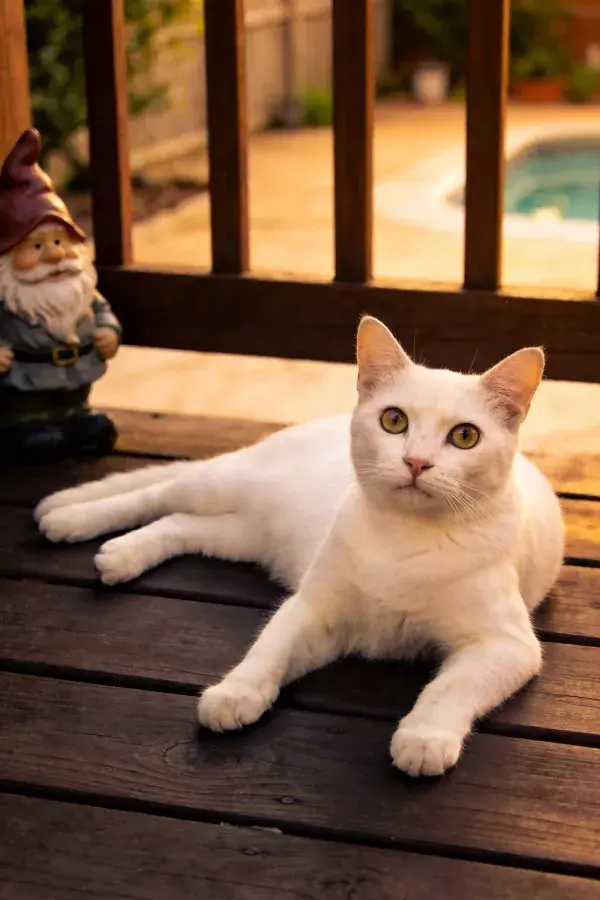露天平台上短毛白家猫与花园侏儒雕像