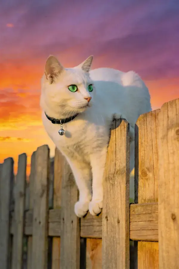 露天环境中短毛家猫栖息木栅栏场景