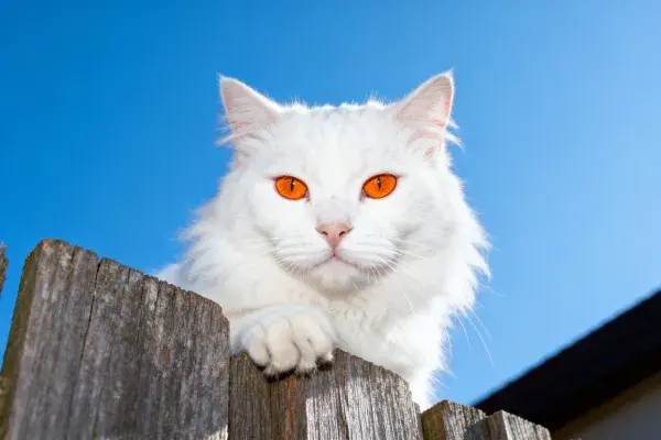 静立木栅栏上的白色土耳其梵猫