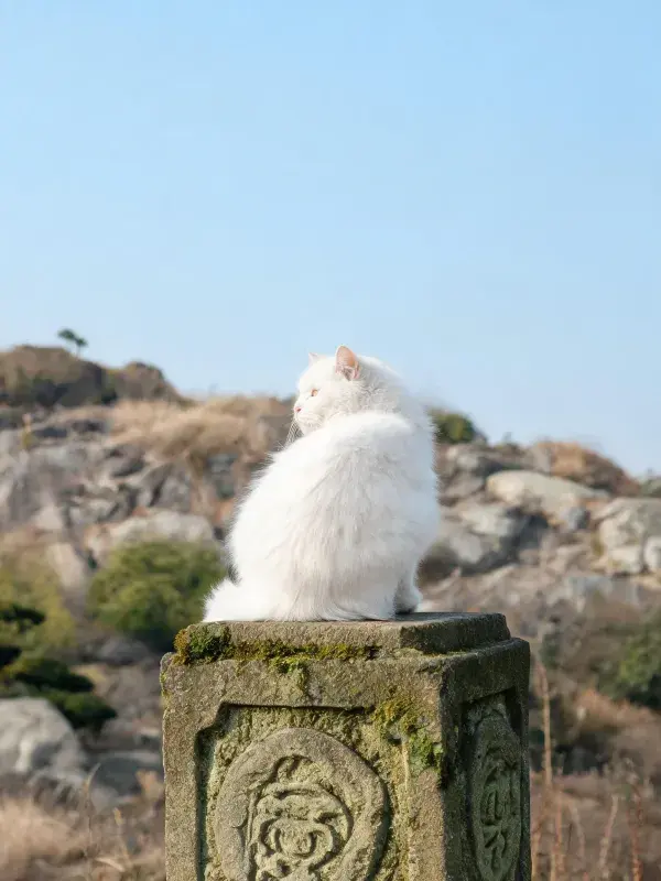 石柱上的长毛白波斯猫与开阔岩石景观
