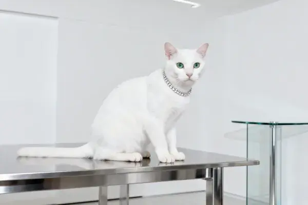白色布偶混血猫的安静姿态