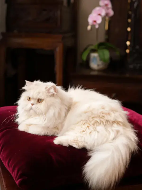 室内环境中白色波斯长毛猫的休憩状态