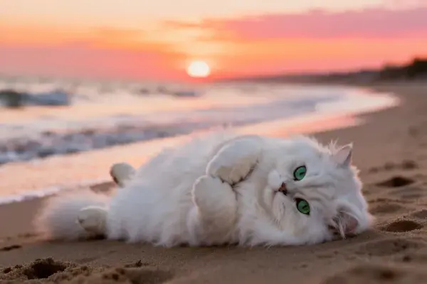 海滩日落处白色波斯长毛猫躺卧