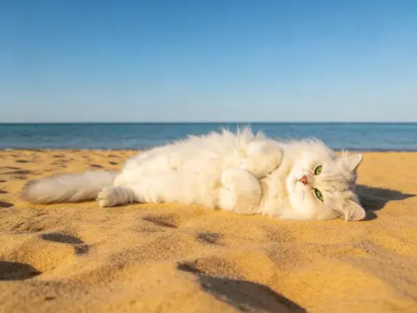 沙滩上长毛波斯猫躺卧状态