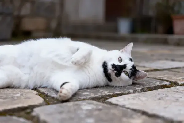 短毛黑白家猫石板地面特写