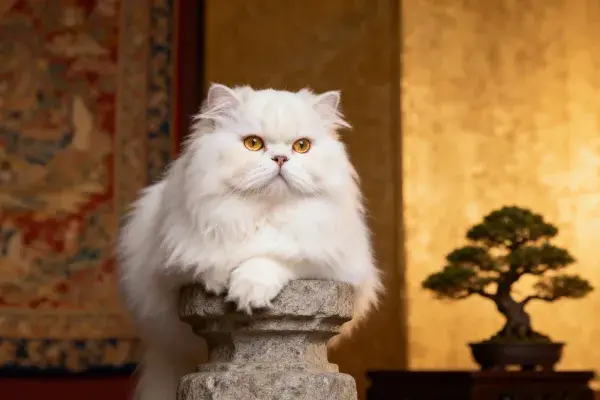 传统室内场景中的白色波斯长毛猫