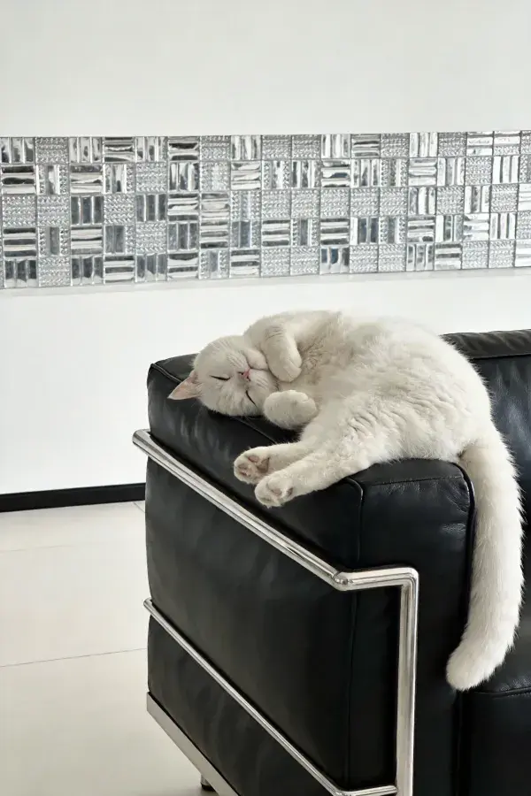 白英国短毛猫慵懒趴卧沙发靠背