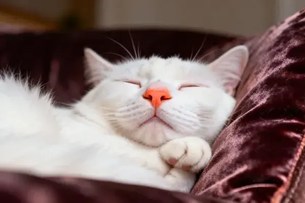 短毛家猫在深色绒布上的休憩特写
