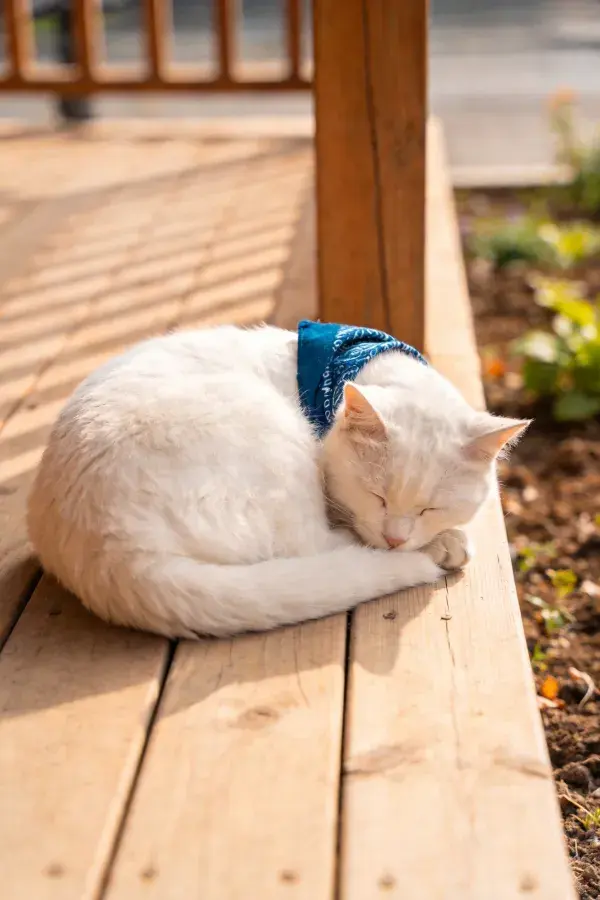 木质平台上戴蓝色围巾的白短毛家猫