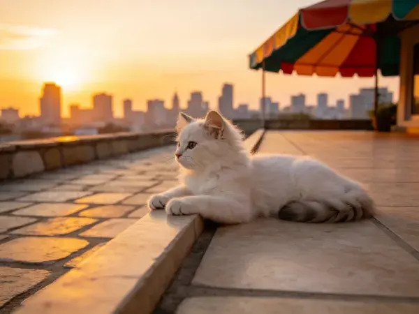 长毛白布偶猫在露台观景场景
