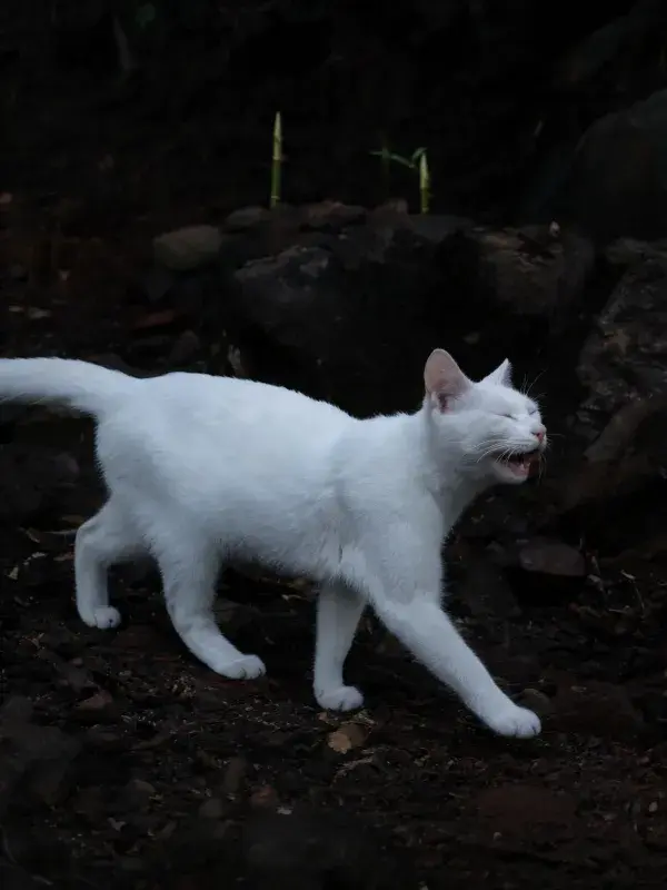 园林角落的白短毛家猫