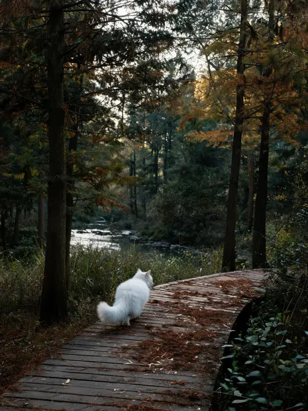 长毛白猫漫步林间步道