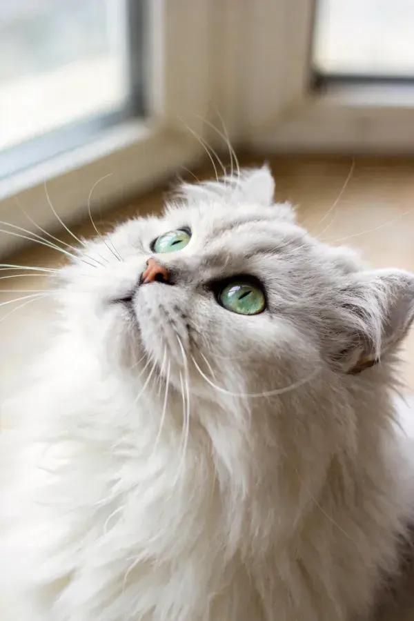窗边白长毛布偶猫特写