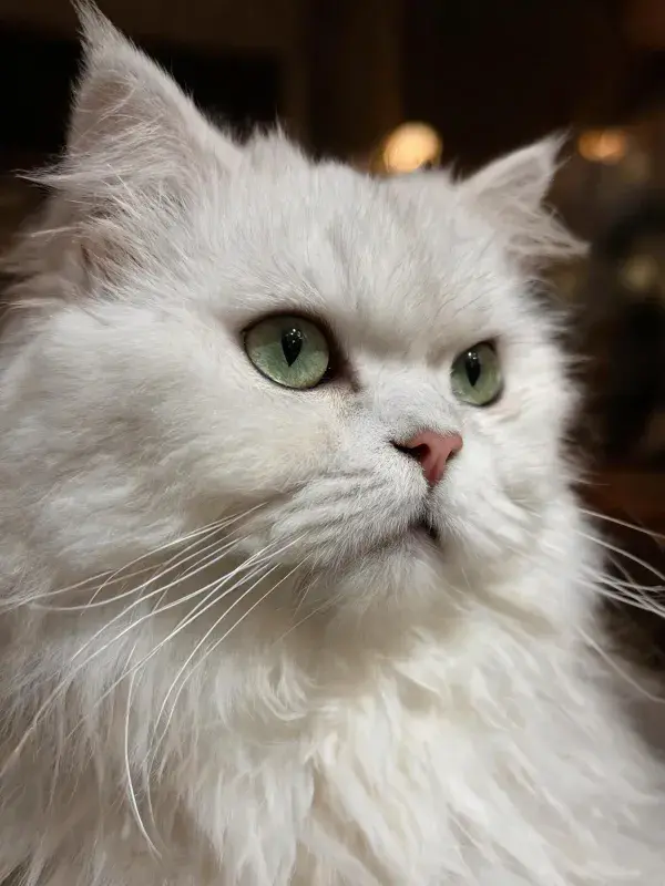 长毛白色猫咪在室内环境下的观察姿态