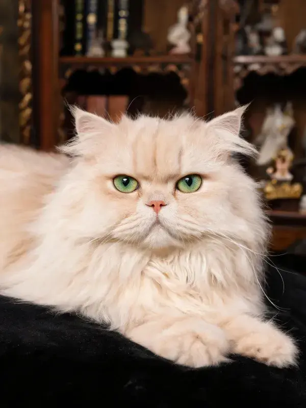 波斯猫在室内环境中的安静姿态