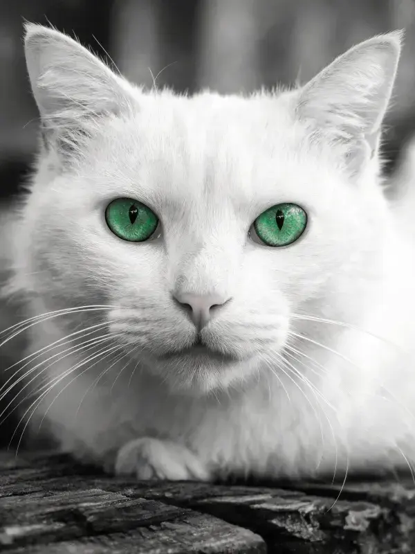 木质平台上的白色长毛猫凝视镜头