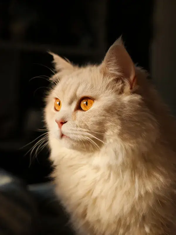 室内暖光下的奶油色长毛猫