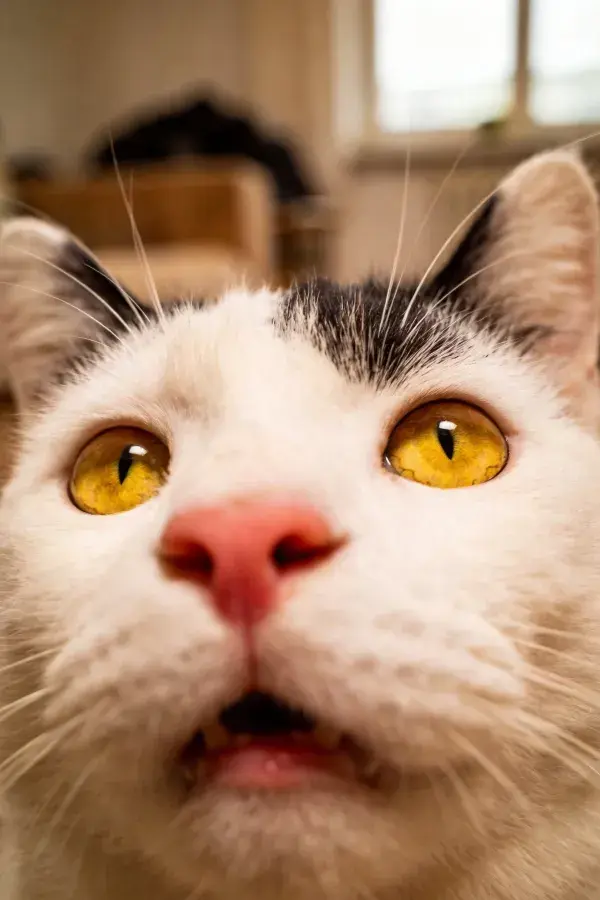 露出面部特写的黑白短毛家猫
