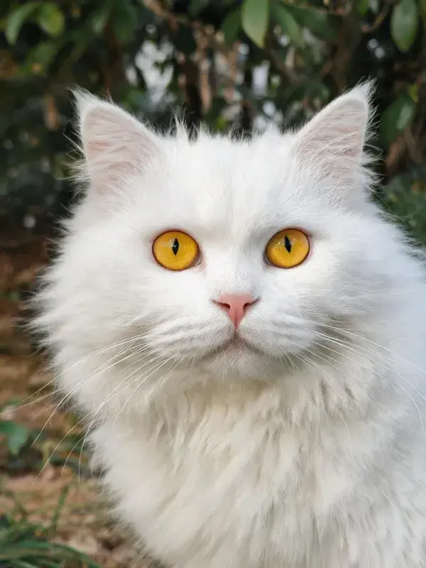 长毛白色波斯猫的户外特写画面