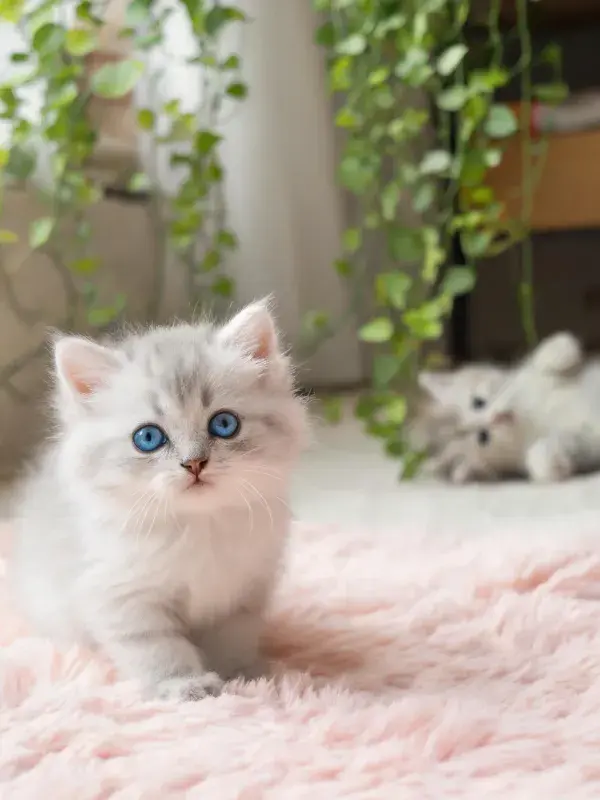 室内绿植旁银灰英短小猫图景