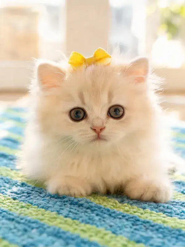 室内条纹地毯上的英国短毛猫