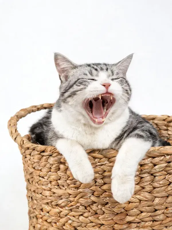 灰白相间的短毛家猫在篮筐中打哈欠