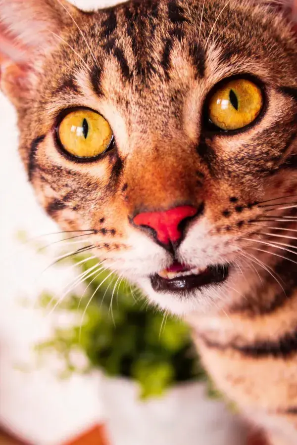 露齿凝视的虎斑纹短毛猫特写