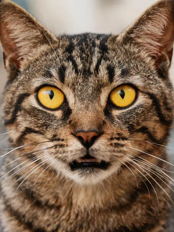 虎斑短毛猫凝视镜头瞬间