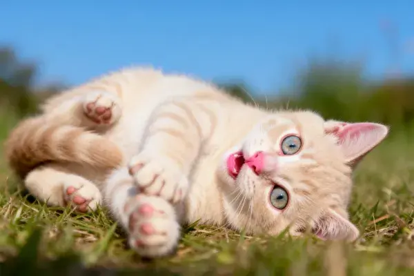 橘色短毛家猫草地玩耍