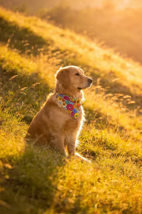 夕阳下草地上的金毛猎犬