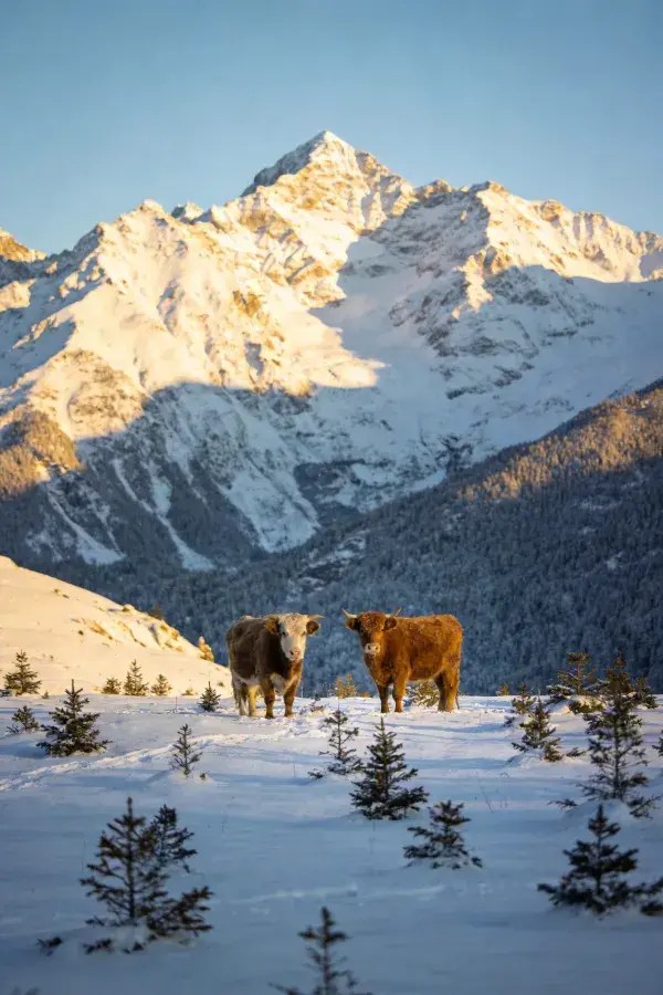 雪山间高地牛伫立景象
