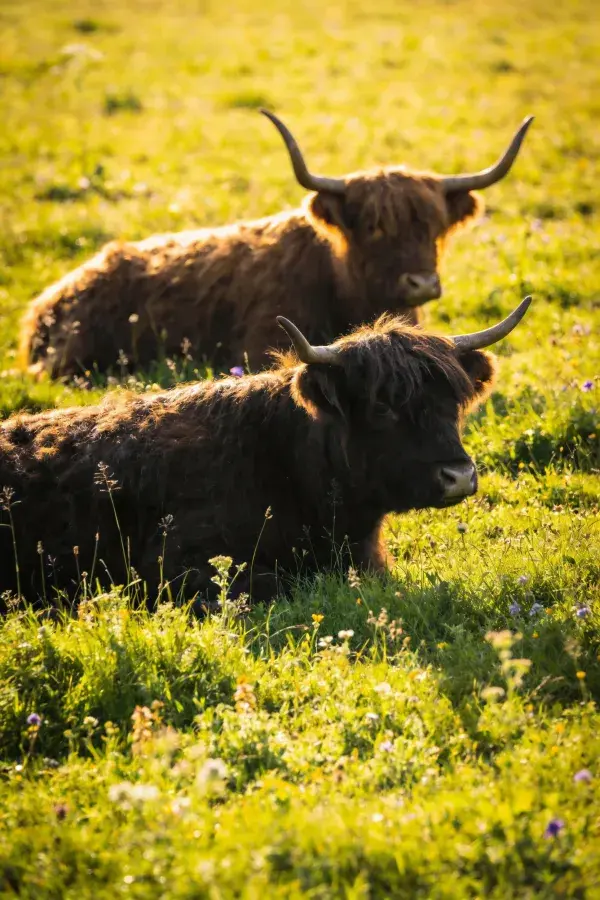 深浅毛色高地牛静卧花草间