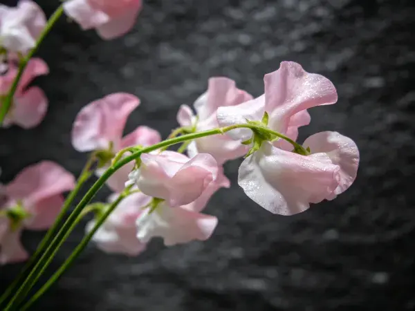 淡粉色香豌豆花朵特写