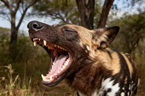 非洲野犬野外张嘴特写镜头