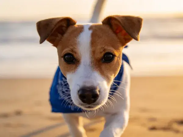 海滩上的杰克罗素梗犬