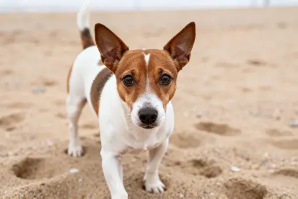 沙滩上的杰克罗素梗犬特写