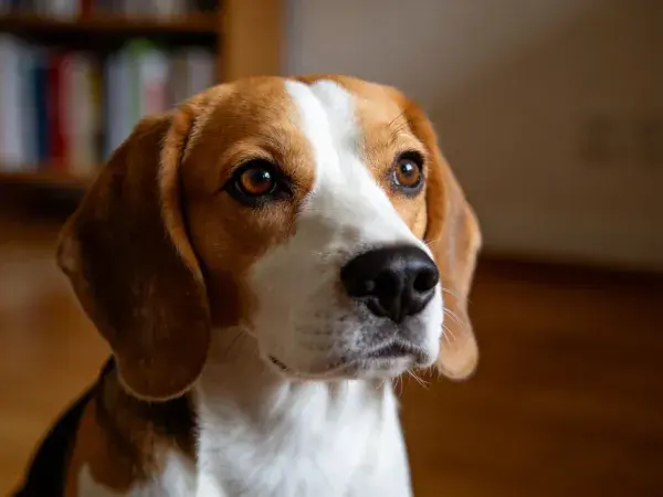 室内特写展示比格犬面部特征