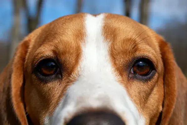比格犬的面部特写镜头