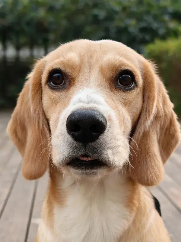 木平台上的比格犬特写