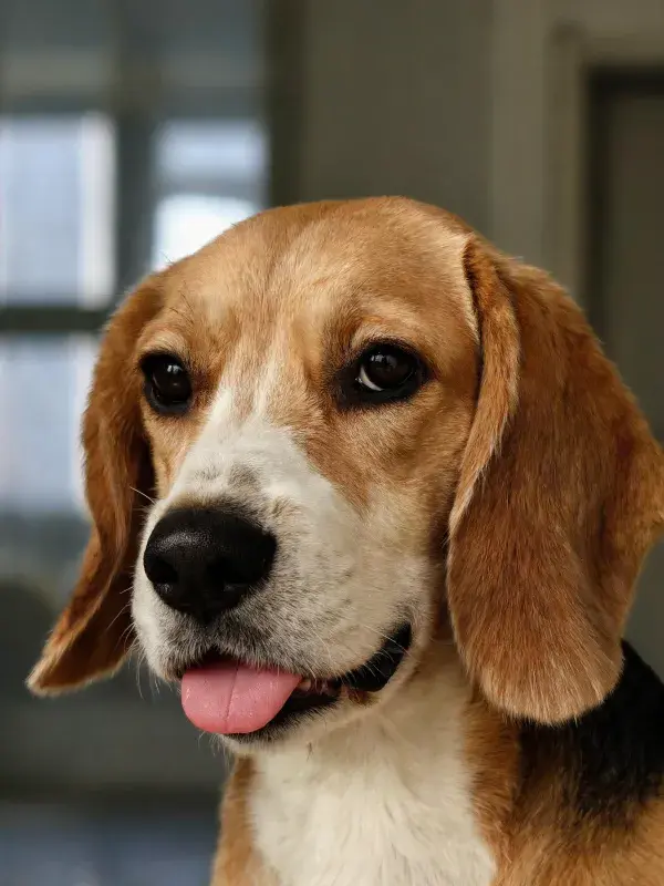 室内特写拍摄的比格犬