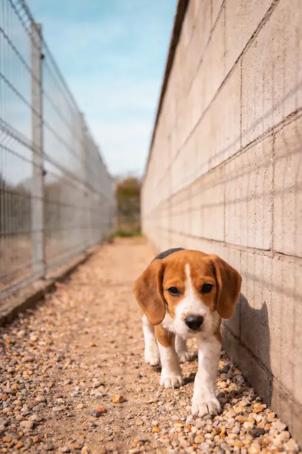 比格幼犬沿砖墙行走瞬间