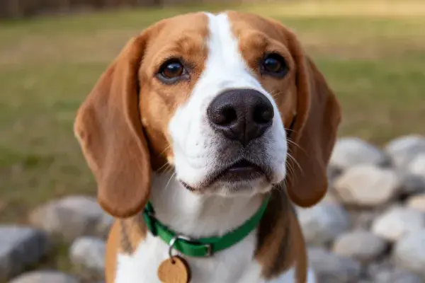 阳光下比格犬的特写镜头