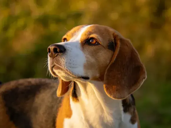 草地黄昏时比格犬头部特写