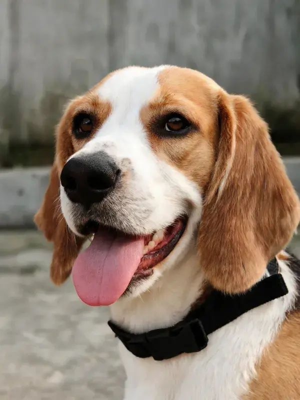 比格犬头部特写展现神态与皮毛质感