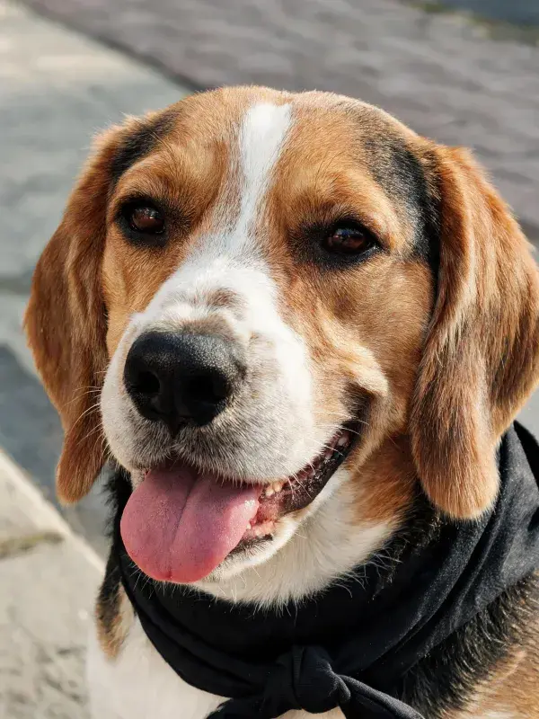 石板路旁戴围巾的比格犬特写