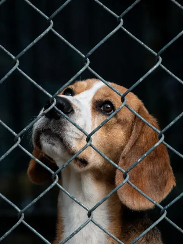 铁丝网后专注的比格犬