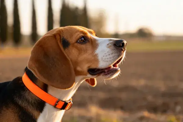开阔田野中的比格犬特写