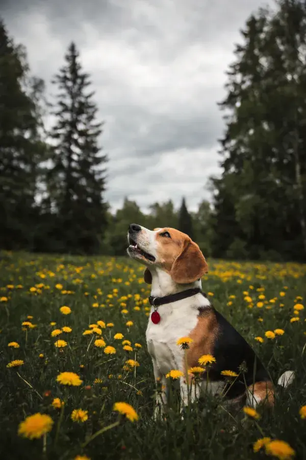 草地黄花间坐立的比格犬